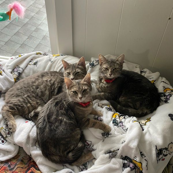 Mandie’s Magical Marketplace Psychic, Crystals, Tarot Cards